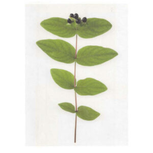 Carte imprimée "Hypericum"