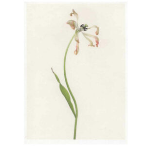 Carte imprimée "Tulipa"