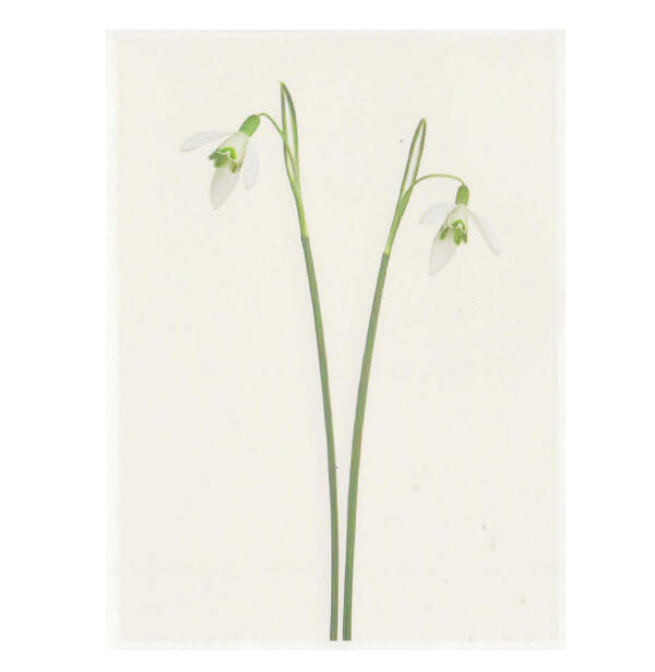 Carte imprimée "Galanthus Nivalis"